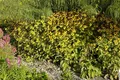 Produktbild: Pflanzen für Dich Staude Rudbeckia triloba, 1 St., Dreilappiger Sonnenhut, Dreilappiger Rudbeckie