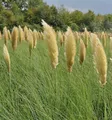 Produktbild: Pampasgras Pumila - Cortaderia selloana