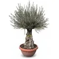 Produktbild: Sunny-Tree   Olivenbaum Im Dekotopf   Olea Europaea   Winterharte Olvenbaum Bonsai 200 cm   100 Jahre Alter Olivenbaum   Fruchttragend