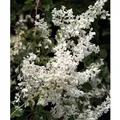 Produktbild: Schlingknöterich 80-100cm - Polygonum aubertii