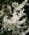 Produktbild: Schlingknöterich 80-100cm - Polygonum aubertii