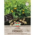Produktbild: Mein schöner Garten DE SPERLI Erdnuss-Samen 'Jimmy's Pride' EH001597-001