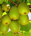 Produktbild: BALDUR Garten Säulen-Kiwi 'Issai', 1 Pflanze, selbstfruchtend Stachelbeer-Kiwi winterharte Obstpflanze, platzsparende Säule für kleine Gärten, Balkone & Terrassen, Actinidia arguta