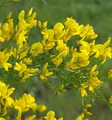 Produktbild: Stein Ginster 40-60cm - Genista lydia