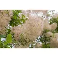 Produktbild: Cotinus Coggygria Perückenstrauch 80–100 cm Auffälliges Laub