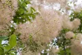 Produktbild: Cotinus coggygria, Perückenstrauch, 80–100 cm, auffälliges Laub