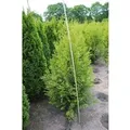 Produktbild: Thuja occidentalis 'Brabant' 150-175 cm