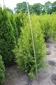 Produktbild: Thuja occidentalis 'Brabant' 150–175 cm – Winterhart, Immergrün, Pflegeleicht – Lebensbaum – Heckenpflanze für Garten & Sichtschutz