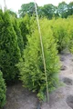 Produktbild: Pflanzen für Dich Konifere Thuja occ. Brabant, 1 St., Lebensbaum, Abendländischer Lebensbaum, immergrün, schnellwachsend