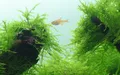 Produktbild: Taxiphyllum barbieri 'Bogor Moss', Tropica 1-2 Grow, in Vitro Wasserpflanze
