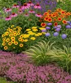 Produktbild: BALDUR Garten 9er Nektar-Staudenbeet 'Flowers for Bees', Pflanzen im 9x9 cm-Topf, nektarreiche Blütenvielfalt, lange Blütezeit, bienen- & insektenfreundlich, winterhart & pflegeleicht