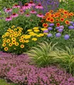 Produktbild: BALDUR Garten 9er Nektar-Staudenbeet 'Flowers for Bees', Pflanzen im 9x9 cm-Topf, nektarreiche Blütenvielfalt, lange Blütezeit, bienen- & insektenfreundlich, winterhart & pflegeleicht