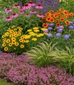 Produktbild: BALDUR Garten Beetpflanze 9er Nektar-Staudenbeet 'Flowers for Bees', 9 St., Lampenputzergras, lange Blütezeit, winterhart, mehrjährig