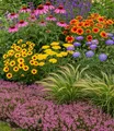 Produktbild: BALDUR Garten Nektar-Staudenbeet 'Flowers for Bees',9 Pflanzen