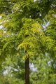 Produktbild: Gleditsia triacanthos 'Sunburst', Gold-Gleditschie, 125–150 cm