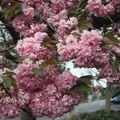 Produktbild: Japanische Nelkenkirsche Kanzan 60-80cm - Prunus serrulata