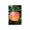 Produktbild: Malus 'Ontario', Apfelbaum, 150-200 cm, robust und ertragreich