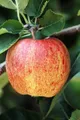 Produktbild: Malus 'Ontario', Apfelbaum, 150–200 cm, robust und ertragreich