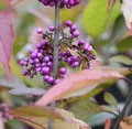 Produktbild: Liebesperlenstrauch Schönfrucht Profusion 30-40cm - Callicarpa bodinieri