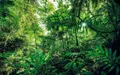 Produktbild: Komar Vliestapete Digitaldruck Vlies - Into The Jungle - Größe 400 x 250 cm, glatt, bedruckt, (1 St), Wohnzimmer, Schlafzimmer