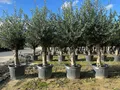 Produktbild: Sunny Tree - Olivenbaum - Olea Europaea - 45 Jahre, 200 cm, A+ Qualität, winterhart bis -18, Fruchttragend