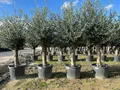 Produktbild: Sunny Tree - Olivenbaum - Olea Europaea - 45 Jahre, 200 cm, A+ Qualität, winterhart bis -18, Fruchttragend,