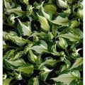 Produktbild: Funkie Whirlwind - großer Topf - Hosta fortunei