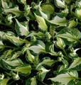 Produktbild: Funkie Whirlwind - großer Topf - Hosta fortunei