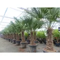 Produktbild: 3 Stück im Palmenset Trachycarpus fortunei dicke Stämme 200 cm Hanfpalme, winterharte Palme bis -18°C