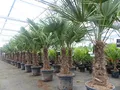 Produktbild: gruenwaren jakubik 3 Stück im Palmenset Trachycarpus fortunei dicke Stämme 200 cm Hanfpalme, winterharte Palme bis -18°C