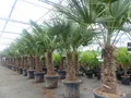 Produktbild: 3x Trachycarpus fortunei XL Stamm 200 cm Hanfpalme, winterharte Palme bis -18°C