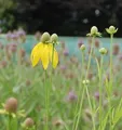 Produktbild: Präriesonnenhut - Ratibida columnifera