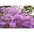 Produktbild: Rhododendron Praecox Frühblühend Lila 20–25 cm