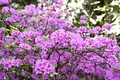 Produktbild: Rhododendron 'Praecox' 20–25 cm – Winterhart, Mehrjährig, Pflegeleicht – Alpenrose – Zierstrauch für Garten & Kübel