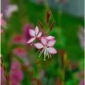 Produktbild: Prachtkerze Rosy Jane - Gaura,indheimeri