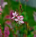 Produktbild: Prachtkerze Rosy Jane - Gaura lindheimeri - lebende Gartenpflanze aus den Baumschulen
