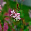 Produktbild: Prachtkerze Rosy Jane - Gaura lindheimeri