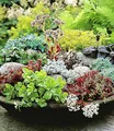 Produktbild: BALDUR Garten 6er Winterharte Sedum-Mischung, Pflanzen im 9x9 cm-Topf, Fetthennen Hauswurz Stauden Sortiment, winterharte mehrjährige Stauden, trockenresistent, pflegeleicht, Wasserbedarf gering