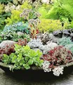 Produktbild: BALDUR Garten 6er Winterharte Sedum-Mischung, Pflanzen im 9x9 cm-Topf, Fetthennen Hauswurz Stauden Sortiment, winterharte mehrjährige Stauden, trockenresistent, pflegeleicht, Wasserbedarf gering