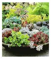 Produktbild: Winterharte Sedum-Mischung Fetthennen Hauswurz Stauden Sortiment, 6 Pflanzen