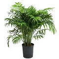 Produktbild: Dehner Bergpalme, in Hydrokultur, ca. 65 cm, Ø Topf 19 cm, Zimmerpflanze