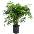 Produktbild: Dehner Zimmerpflanze Bergpalme, Chamaedorea elegans, in Hydrokultur, pflegeleicht, inklusive Wasserstandsanzeiger