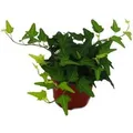 Produktbild: Exotenherz Efeu Hedera 9cm Topf Zimmerpflanze