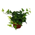 Produktbild: Exotenherz - Efeu - Hedera - 9cm Topf - Zimmerpflanze