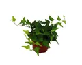 Produktbild: Exotenherz Zimmerpflanze Hedera - 9cm Topf - Zimmerpflanze