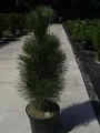 Produktbild: Pinus nigra Green Tower - Säulen-Schwarzkiefer - 50-60cm
