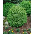 Produktbild: Chamaecyparis Lawsoniana Globosa Kugelzypresse 25–30 cm