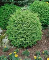 Produktbild: Chamaecyparis lawsoniana 'Globosa' 25–30 cm – Immergrün, Winterhart, Pflegeleicht – Kugel-Scheinzypresse – Kübelpflanze für Terrasse & Beet