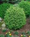 Produktbild: Chamaecyparis lawsoniana 'Globosa', Kugelzypresse, 25–30 cm