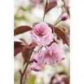 Produktbild: Prunus Serrulata Royal Burgundy Zierkirsche Dunkelrosa 125–150 cm